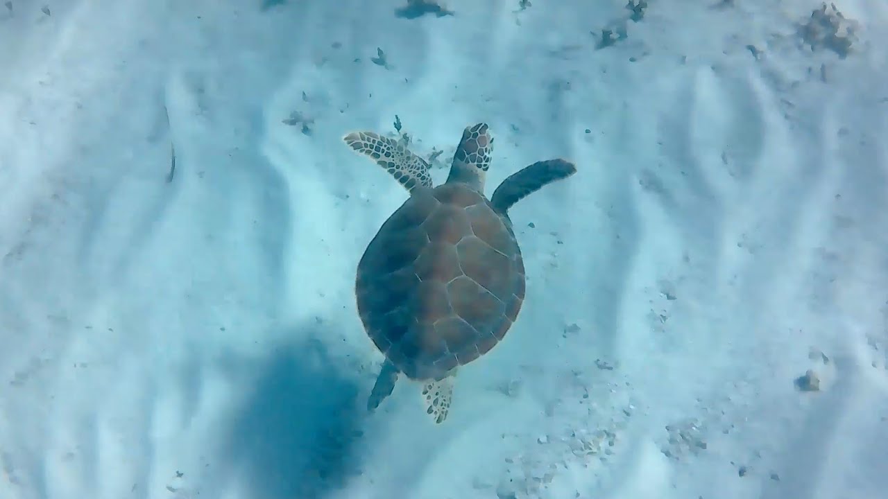 Turks and Caicos (Providenciales) Snorkeling: Smith’s Reef & Sapodilla Bay 2023