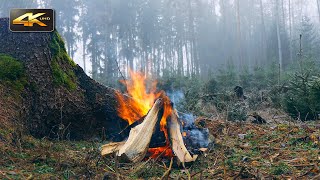 У костра в туманном лесу 🌲🔥Аутентичные звуки природы