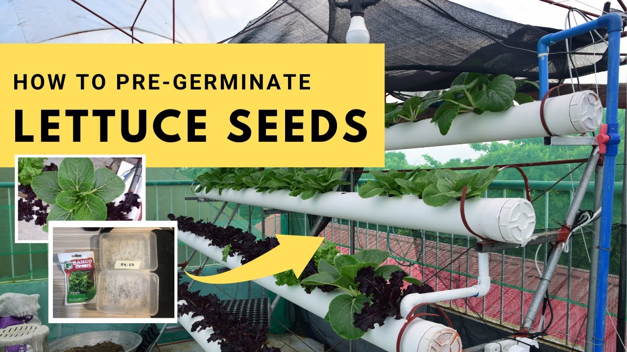 Best way to grow Lettuce | How to Pre-Germinate your seeds - YouTube