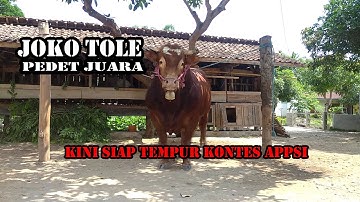 Masih pedet juara, Kini siap tempur di kelas  ekstreme kontes sapi APPSI || SAPI JEMBER
