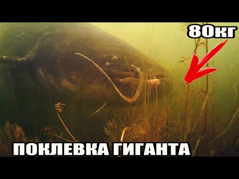 Рыбалка🎣 ЗРЕЛИЩНАЯ ПОКЛЕВКА ГИГАНТСКОГО СОМА весом 80кг, длиной 2м. Подводная съемка. Супер трофей.