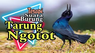 TEST YANG LAGI VIRAL #burungkicau LOMBA WAJIB TEST DENGAN #masteranburung INI !!