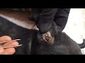 Removing all ticks from dog dog ticks removing clip ticks removals 30 animalvcd