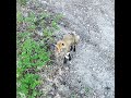Red Fox. 6/18/2026 #naturelovers #wildlife #nature #wildlifelovers #mountains #redfox #fox