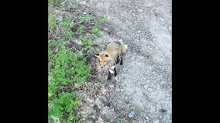 Red Fox. 6/18/2026 #naturelovers #wildlife #nature #wildlifelovers #mountains #redfox #fox