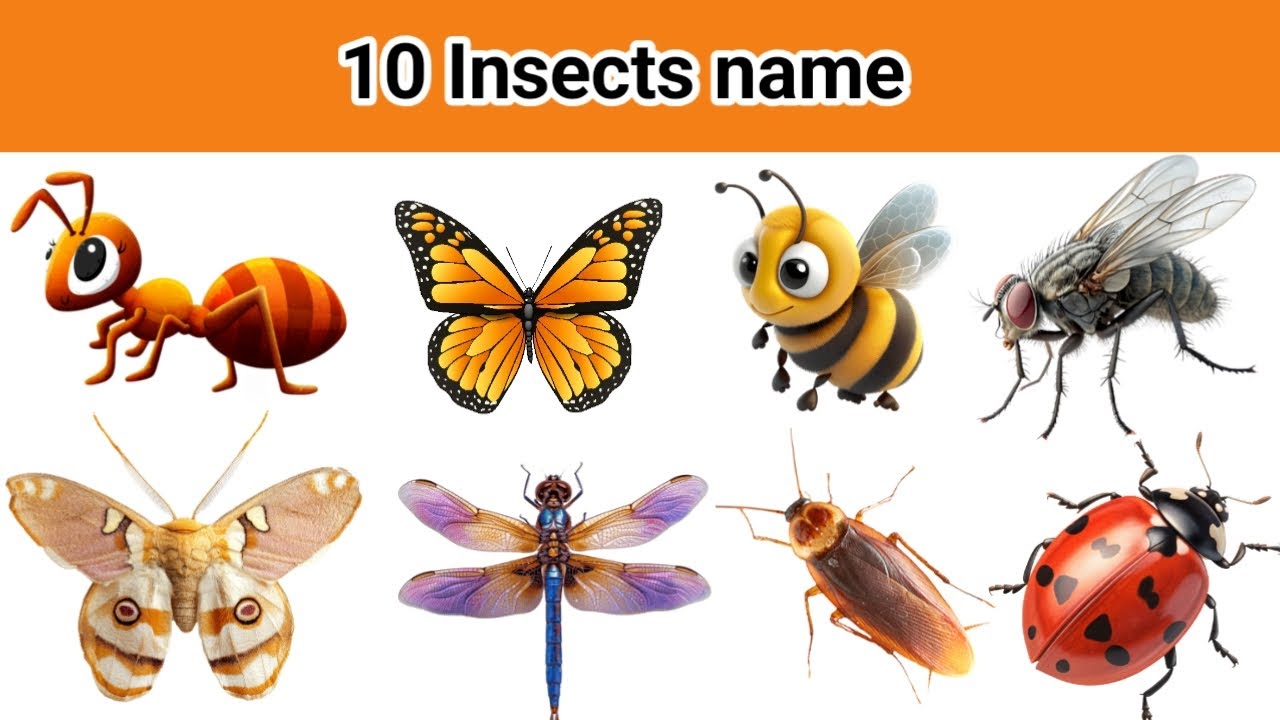 Insect Name in Hindi and English with Pictures | कीड़े मकोड़ों के नाम हिन्दी और अंग्रेजी में 
