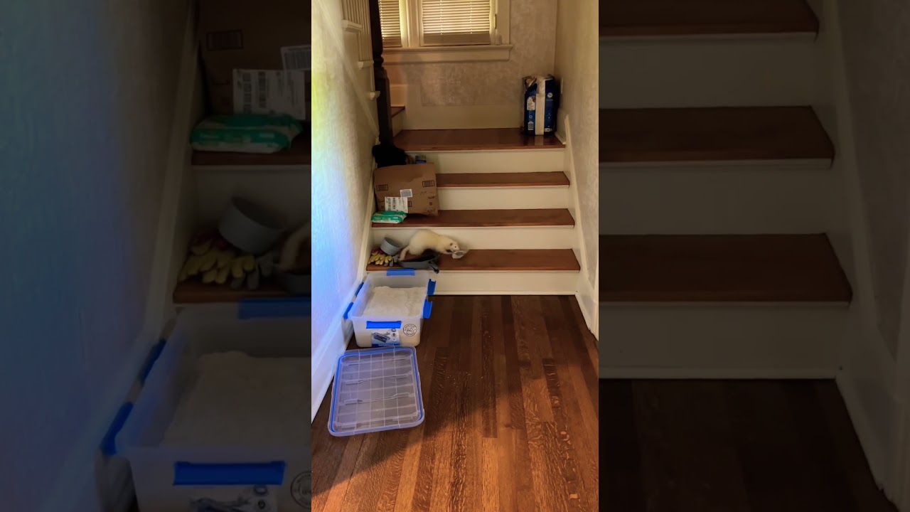 Ghost trying to get the water bottle up the stairs: