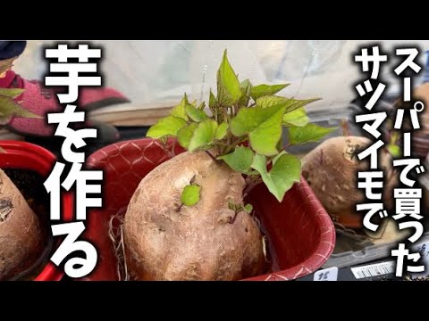 さつまいも作成中 これで無限増殖】芋からサツマイモの苗を作ります【サツマイモ】 - YouTube