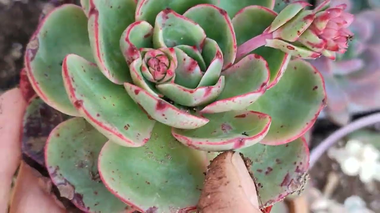 Ferda hanımın güzellerini sökelim🌺💐#aboneol #youtube #benionecikar 