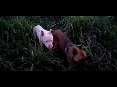 na lida na rinha !!!gracas ao PAI eao MESSIAS!!