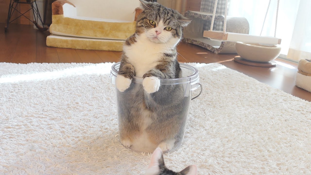 溶けることにしたねこ。-Maru decided to melt.- - YouTube