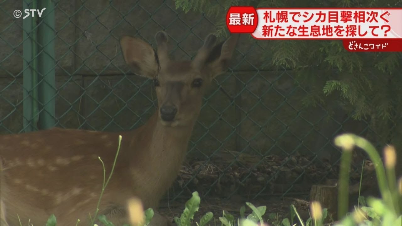 飛び上がるシカ！ 道路を駆け抜け逃げる… 住宅街に出没のワケは“若い