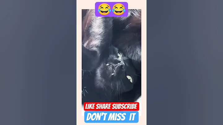 #comedy #funny #animal #cat #pets #trending #shorts #reels #edit #fun #new #laugh #dog #viral #love