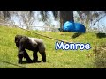 Little bit of Frank and Monroe? フランクとモンローをのぞき見。サンディエゴ カリフォルニア州アメリカ