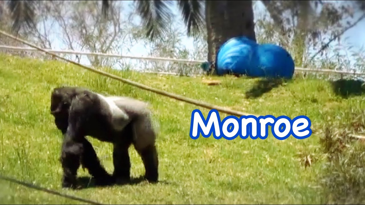 Little bit of Frank and Monroe? フランクとモンローをのぞき見。サンディエゴ カリフォルニア州アメリカ