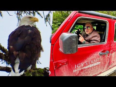 Icy Strait Point & Hoonah Alaska! Back Country Jeep Adventure Cruise Excursion!