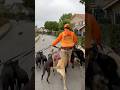 DOGEX How To Pass Stuff With Dogs Dog Dogreaction Dogwhisperer Dogwalk Dogbehavior Dogpoop DOGEX How To Pass Stuff With Dogs Dog Dogreaction Dogwhisperer Dogwalk Dogbehavior Dogpoop