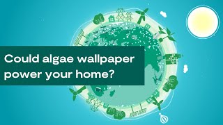 Wallpaper that generates electricity | The wonder of algae