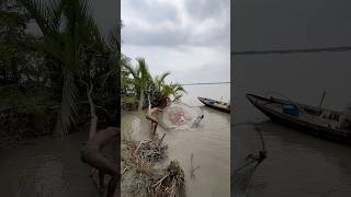 Monster Fish Trapped in Net! 🐟#monsterfish #netfishing #bigcatch #thrill #trendingnow Monster Fish Trapped in Net! 🐟#monsterfish #netfishing #bigcatch #thrill #trendingnow