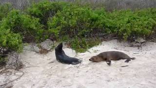 Baby Sea Lions