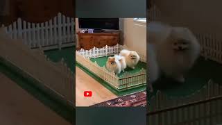 como pomerania puede ter cachorros como pomerania puede ter cachorros