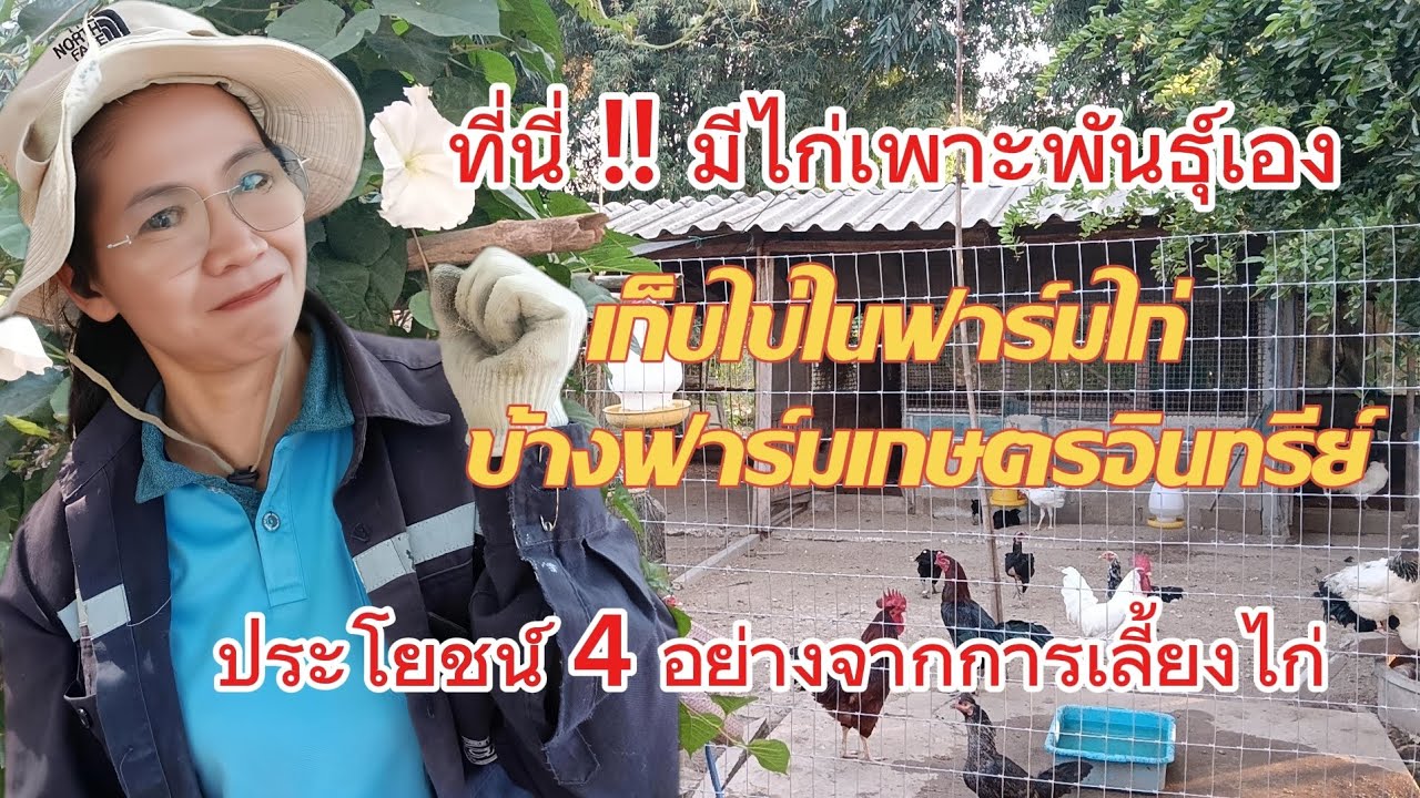 ที่นี่!!มีไก่เพาะพันธ์ุเอง|เลี้ยงไก่ได้ประโยชน์ 4 อย่าง|ฟาร์มไก่ข้างสวนเกษตรอินทรีย์