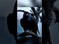 লোভী কাকের মারাত্মক ভুল! 💀🦅 |#shorts #factdiaryplus
