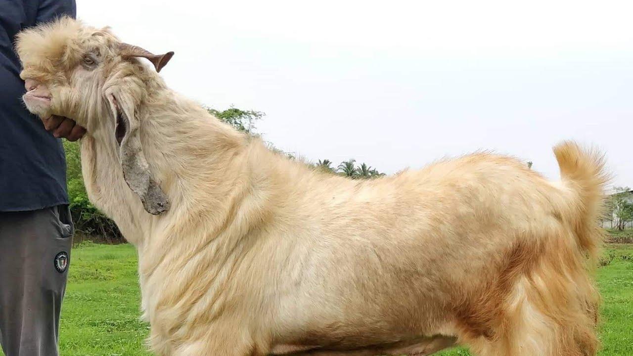 Giant Goat Breed of India Complete Documentary YouTube