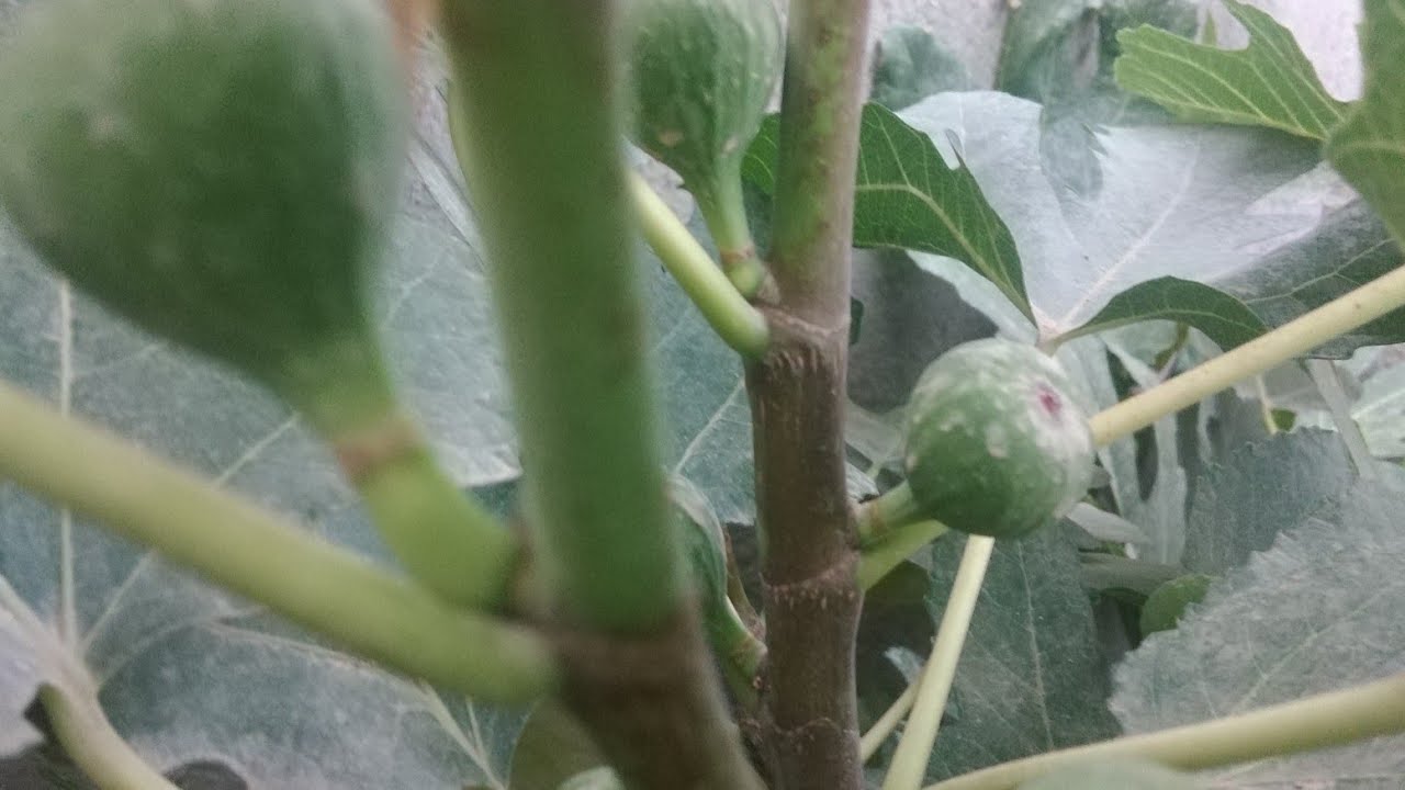 مكافحه ذبابه ثمار التين