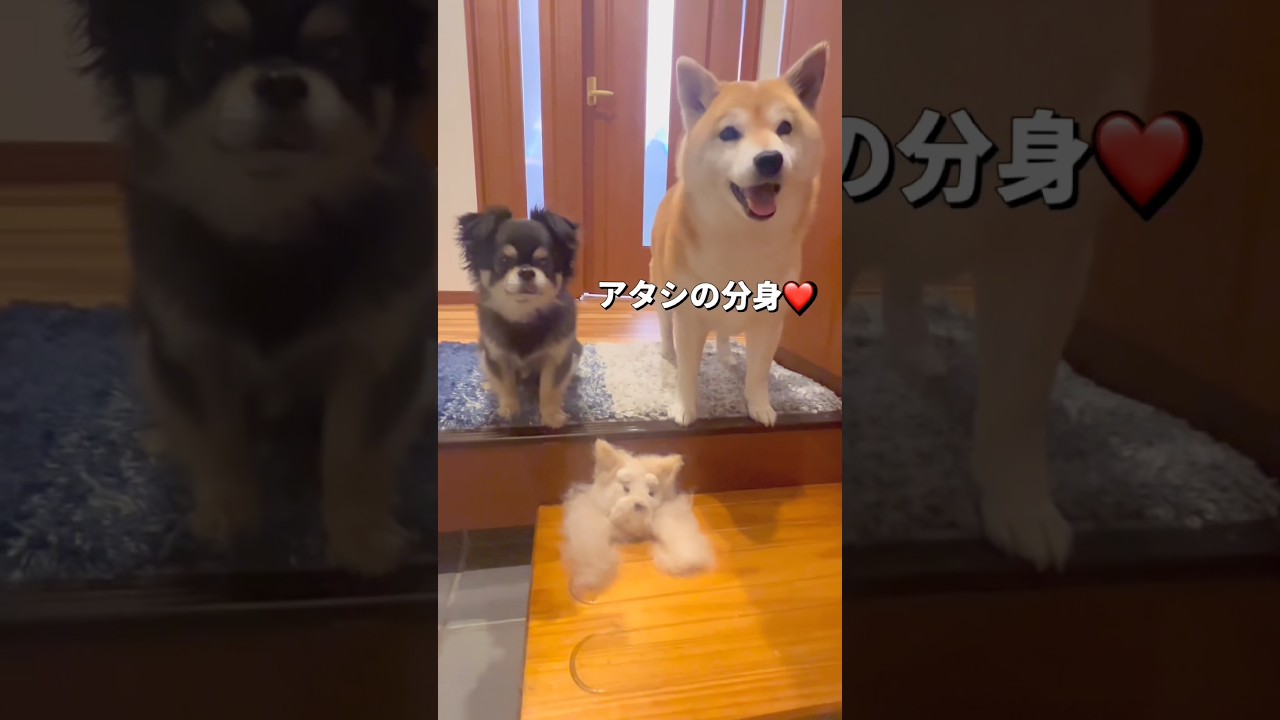 抜け毛アート🐶⁉️#柴犬 #チワワ #shorts