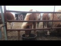 Mini horses rehab in Methuen after rescue