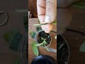 прививка  павловский лимон на подвой эврика(grafting pavlovian lemon on eureka rootstock)