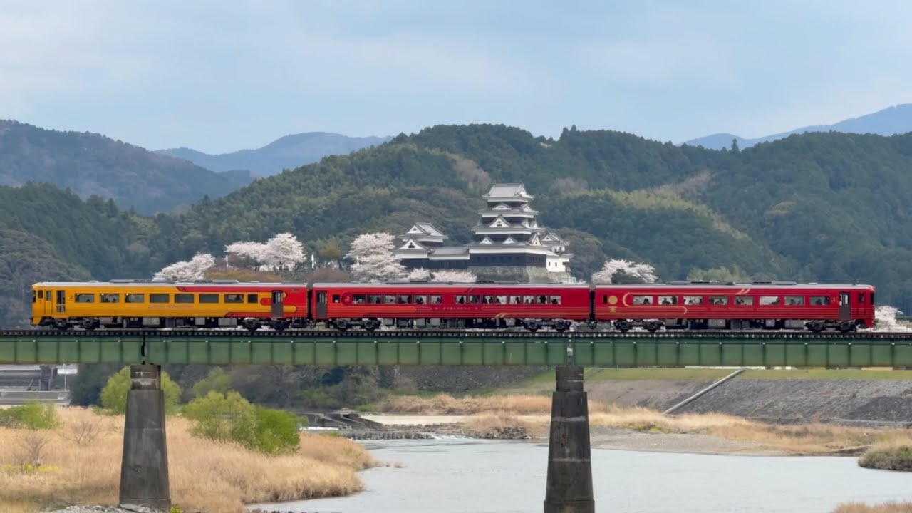 2025/04/05 満開が続いている大洲城の桜を見ながら、まるでスロー