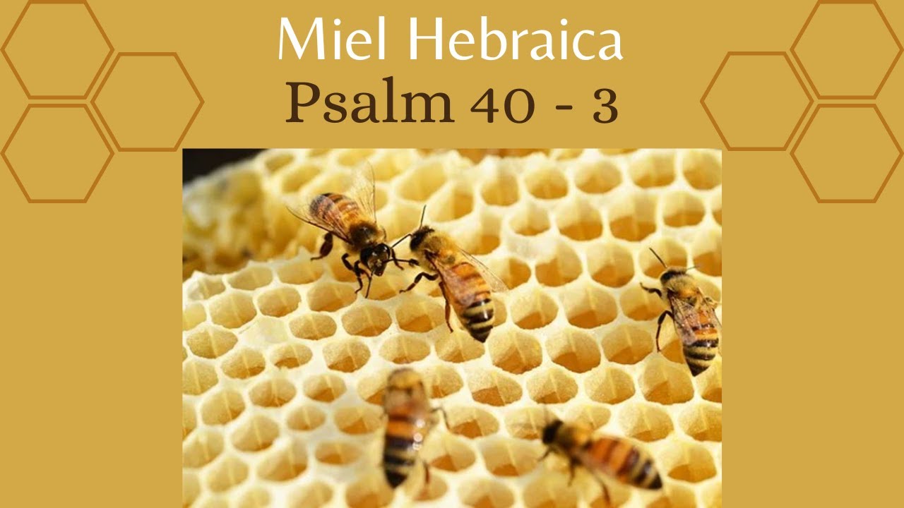 miel-hebraica-psalm-40-study-of-the-codex-3-youtube