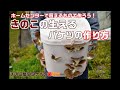 きのこの生えるバケツの作り方【きのこ屋ワタナベの菌曜日2020.03.27】