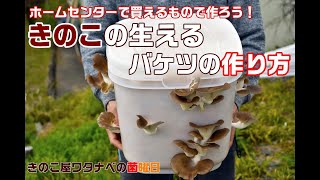 きのこの生えるバケツの作り方【きのこ屋ワタナベの菌曜日2020.03.27】