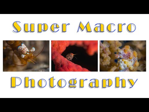 How to do great Underwater Super Macro pictures ?