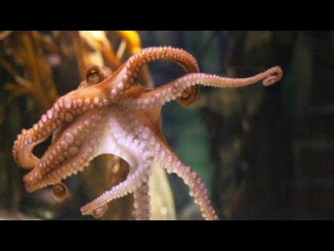 عدد أذرع الأخطبوط