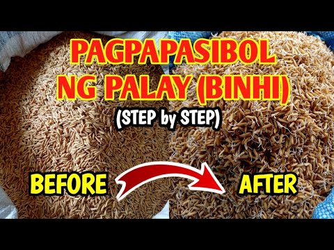 Video: Gabay sa Pagsibol ng Binhi ng Hibiscus: Matuto Tungkol sa Pagpapalaki ng Hibiscus Mula sa Binhi