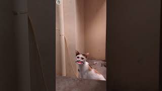 Cat Vanthuruchi Media Monkeys