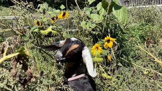 Goats enjoy sunflower feast