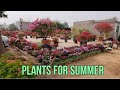 FLOWERING AND PERENNIAL  PLANTS AT GOOD PRICE | LARGEST NURSERY IN GURUGRAM, DELHI & NCR