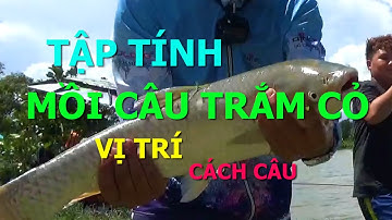 Tập Tính, Kinh Nghiệm, Mồi Câu Cá Trắm Cỏ l CẦN THỦ ĐẤT CẢNG