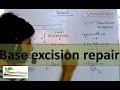 DNA repair mechanism - Base excision repair