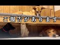 元野良猫ポノと家族についてのご報告