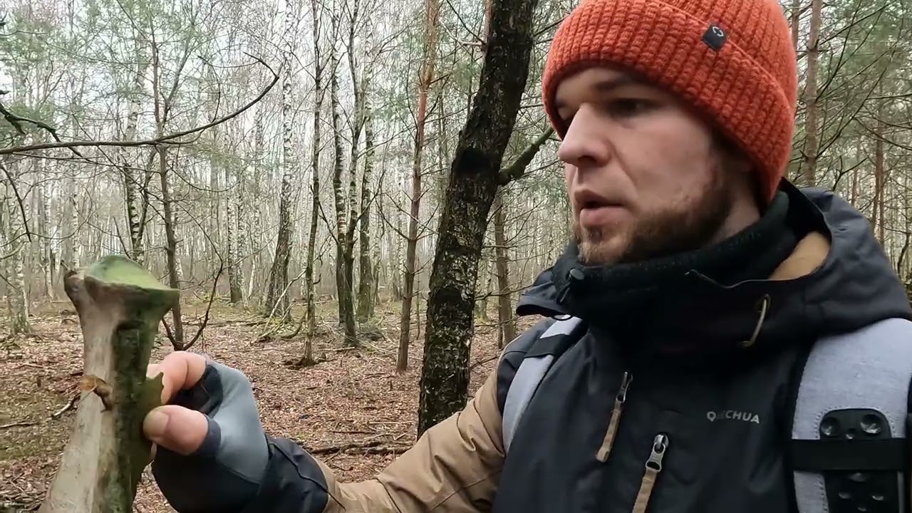 Antro elnio rago paieška