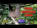 Perkutut Lokal Suara Besar Gacor | Merbok | Zebra Dove | Turtle dove