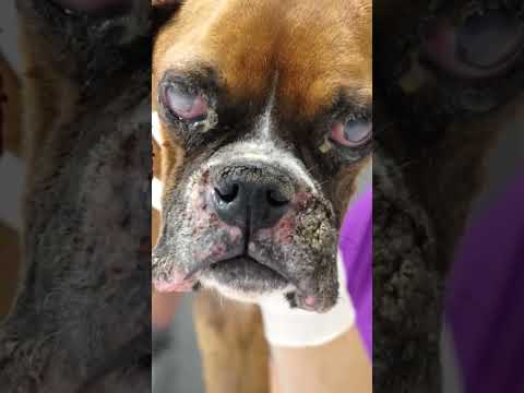 A blind dog is rescued from a pound then something amazing happened !