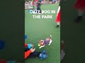 CUTE AND PLAYFUL DOG at the park #shorts #park#hongkong