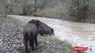 sangliers traversant l'eau